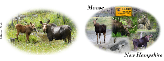 Moose and Calf with New Hampshire Moose Collage